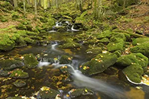 Kleine Ohe, a stream flowing between moss-covered rocks in a forest