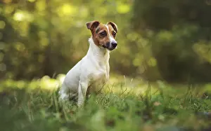 Kleiner Jack Russell Terrier sitzen auf Wiese im Herbst