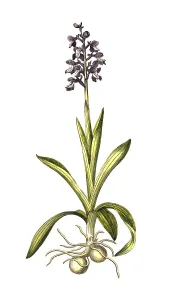 Kleines Knabenkraut (Anacamptis morio) L
