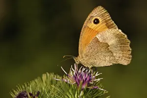 Kleines Wiesenvoegelchen (Coenonympha pamphilus)