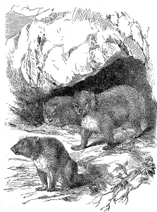 Klippschliefers, Procavia capensis