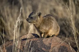 Klippschliefers (Procavia capensis)