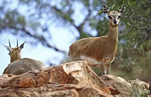 Klippspringer, Mapungubwe-Nationalpark, S