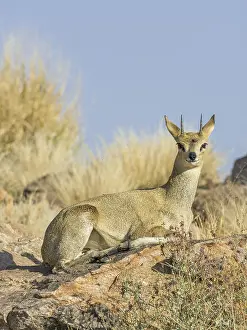 Klipspringer (Oreotragus), Augrabies Falls NP