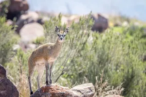 A Klipspringer on top of a rock in the Marakele National Park
