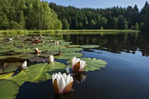 Klosterweiher, Dachsberg, Hotzenwald