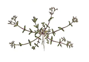 Knaeuel-Hornkraut (Cerastium) glomeratum