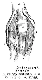 Knee joint, tendons, collateral ligament