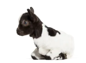 Kneeling Black and white kid of a Tibetan Pigmy Goat