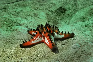 Knobbly Sea Star (Protoreaster nodosus)