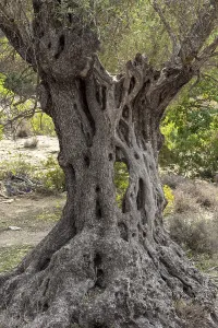 Knobby old scarred trunk of an Olive tree in an olive grove in the south of Crete