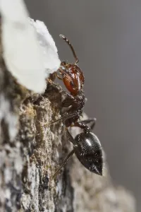 Knot ant, Knot ants, Other animals