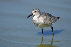 Knot, Calidris canutus