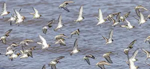 Knot (Calidris canutus) in flight on the coast