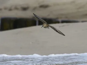 A knot in flight near the shore over the gentle waves of a beach
