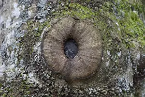 Knothole