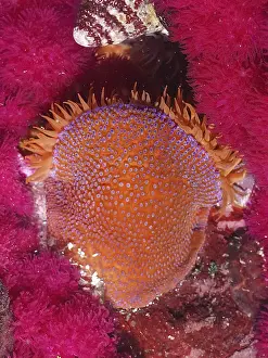 Knotted anemone (Bunodosoma capensis)