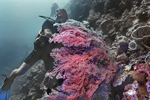 Knotted fan coral (Melithaea ochracea)