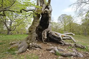 Knotty beech (Fagus), Hutewald Halloh
