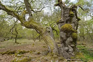 Knotty beech (Fagus), Hutewald Halloh