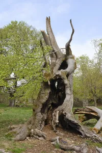 Knotty beech (Fagus), Hutewald Halloh