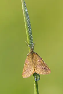 Knotweed purple moth, Lythria purpuraria