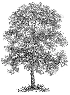 also known as Ash, European Ash or Common Ash (Fraxinus excelsior)
