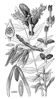 also known as Ash, European Ash or Common Ash (Fraxinus excelsior)