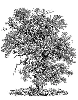Known as English oak (Quercus robur)
