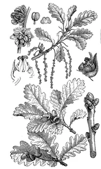 Known as English oak (Quercus robur)