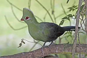 Knysna Turaco (Tauraco corythaix)