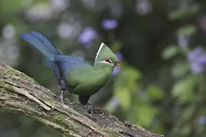 Knysna Turaco (Tauraco corythaix)