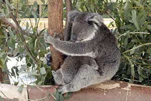 Koala Bear, Perth, Australia, Oceania