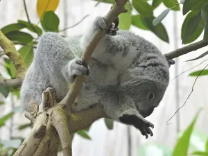 Koala bear (Phascolarctos cinereus)