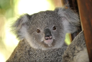 Koala, cub (Phascolarctos cinereus) in eucalypt tree (Eucalyptus)
