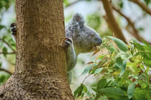 Koala eats eucalyptus leaves, well camouflaged between trees