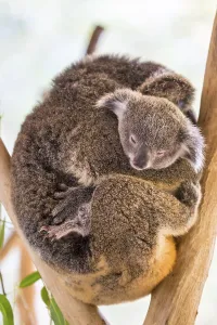 A koala and it's joey sit in a tree in far nth Queensland