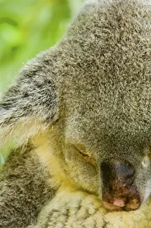 Koala, koala bear, koalas (Phascolarctos cinereus)