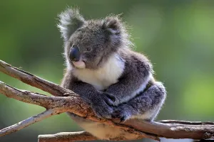 Koala (Phascolarctos cinereus)