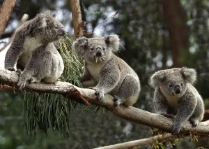 Koala (phascolarctos cinereus)