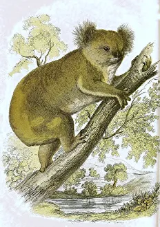 Koala (Phascolarctos cinereus)