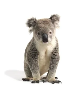 Koala (Phascolarctos cinereus)
