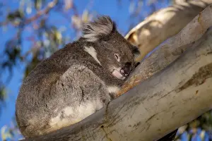 Koala (Phascolarctos cinereus)