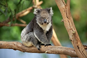 Koala (Phascolarctos cinereus)
