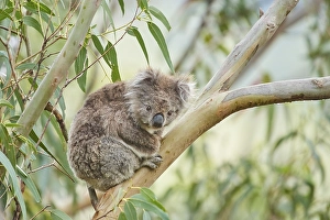 Koala (Phascolarctos cinereus)