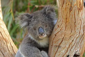 Koala (Phascolarctos cinereus)