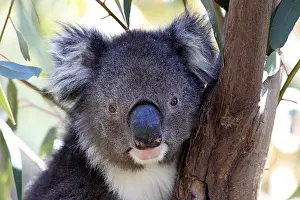 Koala (Phascolarctos cinereus)