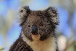 Koala (Phascolarctos cinereus)