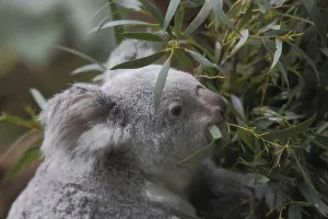 Koala (Phascolarctos cinereus)