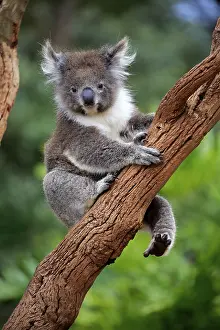 Koala (Phascolarctos cinereus)